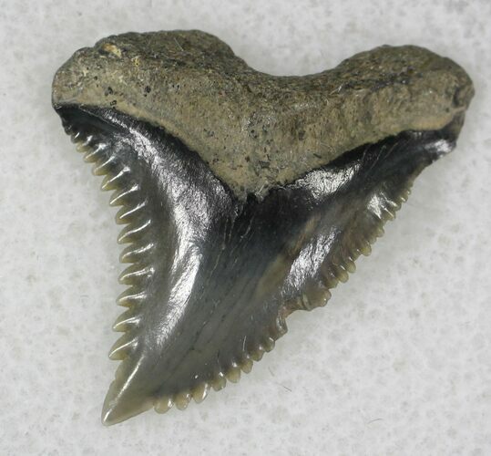 Hemipristis Shark Tooth Fossil - Florida #21328